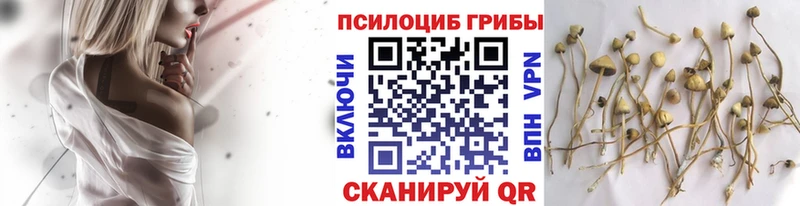 купить наркоту  Ртищево  Галлюциногенные грибы прущие грибы 