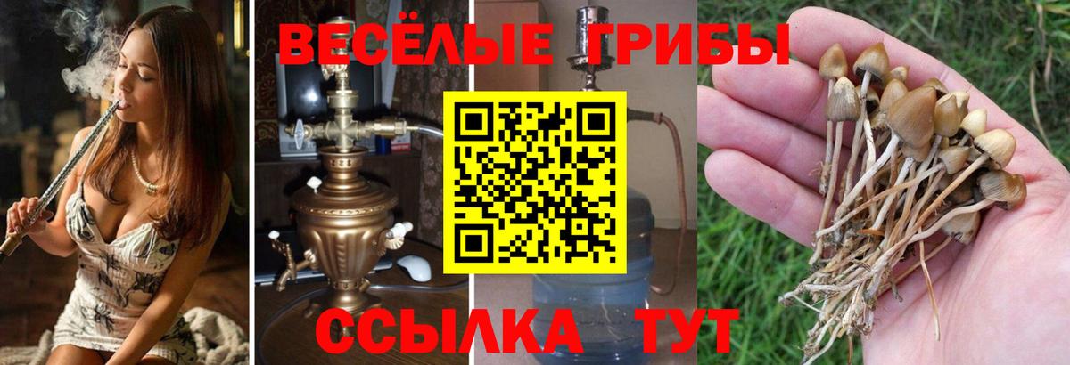 Ртищево  Псилоцибиновые грибы GOLDEN TEACHER  Вход с VPN 